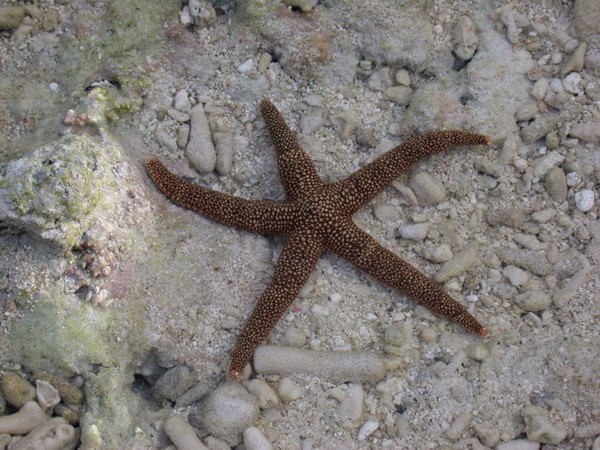 Starfish